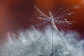 Abstract macro photo of plant seeds, dandelion with water drops on a red background. Selective focus. Blurred background Royalty Free Stock Photo