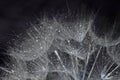 Abstract macro photo of plant seeds with water drops. Big dandelion seed Royalty Free Stock Photo