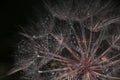 Abstract macro photo of plant seeds with water drops. Big dandelion seed Royalty Free Stock Photo