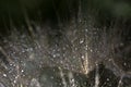 Abstract macro photo of plant seeds with water drops. Big dandelion seed Royalty Free Stock Photo