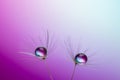 Abstract macro photo of two dandelion seeds with water drops. Purple background. Royalty Free Stock Photo