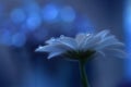 Beautiful Nature.Abstract macro,water drops.Artistic Background,desktop.Magic Blue Wallpaper.Flowers,pastel tones.Colorful Art. Royalty Free Stock Photo