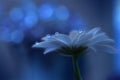 Beautiful Nature.Abstract macro,water drops.Artistic Background,desktop.Magic Blue Wallpaper.Flowers,pastel tones.Colorful Art.