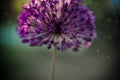 Abstract macro photo with water drops. Artistic Background for desktop. Magic Floral Art banner