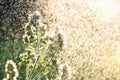 Abstract macro photo with water drops and flowers in garden Royalty Free Stock Photo