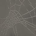Abstract macro photograph of a frozen spider web