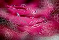 Abstract macro rose flower Royalty Free Stock Photo