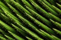 abstract macro shot of cactus spines and texture