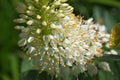 Abstract macro shot of white eremurus with blurred green background