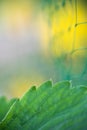 Abstract macro strawberry green leaf with net in blurred background plant protection concept