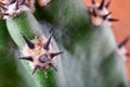 Abstract macro view cactus spines. Concept self-defense, unavailability, defense, resistance.