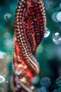 Abstract macro view of Christmas sequin glitter ornament, portrait view. Intentional selective focus for artistic effect