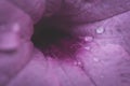 Abstract macro violet petal and water drop