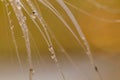 Abstract macro water drops on a silky seed pod with vivid background