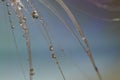 Abstract macro water drops on a silky seed pod with vivid background