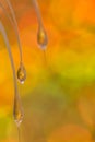 Abstract macro water drops on a silky seed pod with vivid gold background
