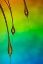 Abstract macro water drops on a silky seed pod with vivid rainbow background