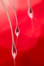 Abstract macro water drops on a silky seed pod with vivid red background