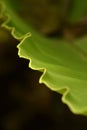 Abstract Macro of Wavy Green Leaf Edge on Dark Background Royalty Free Stock Photo