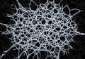 Abstract macro of a white mycelium network fungus growing on dark soil creating a web pattern Royalty Free Stock Photo