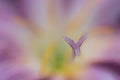 Abstract macro yellow pollen and blurred soft focus of pink flower