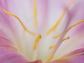 Abstract macro yellow pollen and blurred soft focus of pink flower