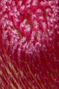 Macro of a yellow red inner protea blossom heart