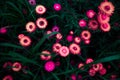 Abstract magenta pink daisy flowers under the moonlight
