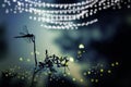Abstract and magical image of dragonfly silhouette and Firefly flying in the night forest. Fairy tale concept. Royalty Free Stock Photo