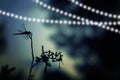 Abstract and magical image of dragonfly silhouette and Firefly flying in the night forest. Fairy tale concept. Royalty Free Stock Photo