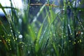 Abstract and magical image of Firefly flying in grass at Twilight time. Fairy tale concept. Royalty Free Stock Photo