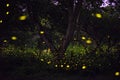 Abstract and magical image of Firefly flying in the night forest Royalty Free Stock Photo