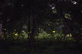 Abstract and magical image of Firefly flying in the night forest Royalty Free Stock Photo