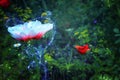 Abstract and magical photo of flower with Firefly flying in the night forest. Fairy tale concept
