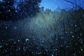 Abstract and magical photo of tall grass with Firefly flying in the night forest. Fairy tale concept