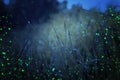 Abstract and magical photo of tall grass with Firefly flying in the night forest. Fairy tale concept