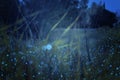 Abstract and magical photo of tall grass with Firefly flying in the night forest. Fairy tale concept Royalty Free Stock Photo