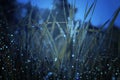 Abstract and magical photo of tall grass with Firefly flying in the night forest. Fairy tale concept