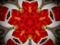 Abstract mandala background flowers