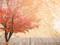Abstract maple tree in Autumn