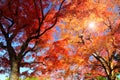 Abstract maple trees in autumn season