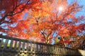 Abstract maple trees in autumn season