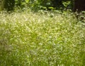 Abstract meadow background