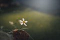 Abstract meadow background with grass in the meadow and sunset,