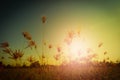 Abstract meadow background with grass in the meadow and sunset,