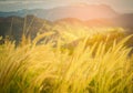 Abstract meadow background with grass in the meadow and sunset,