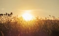 Abstract meadow background with grass