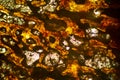 Abstract micrograph of fossil bone, with polarization at 100x