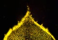 Abstract micrograph of a moss leaf glowing gold in polarization Royalty Free Stock Photo