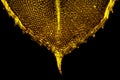 Abstract micrograph of a moss leaf glowing gold in polarization Royalty Free Stock Photo
